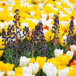Hoa huệ đen Ba Tư và hoa tulip trắng, cam và vàng - 18 chiếc - 