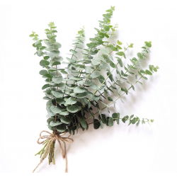 Maçã Argyle; mealy stringbark - 10 sementes