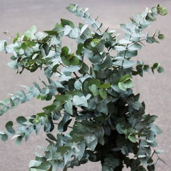 Maçã Argyle; mealy stringbark - 10 sementes