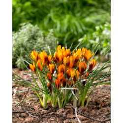 Crocus Orange Monarch - 10 pcs. - 