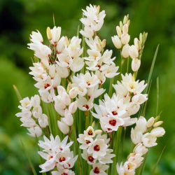 Ixia - Giant - 25 stk.; majslilje
