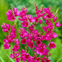 Ixia - Mabel - 25 db.; kukorica liliom