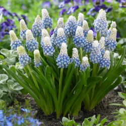 Hyacint hrozna - Muscari Mountain Lady - 10 ks