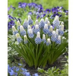 Hyacint hrozna - Muscari Mountain Lady - 10 ks