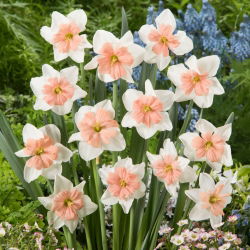 Narcis "Cool Evening" - 5 kom.