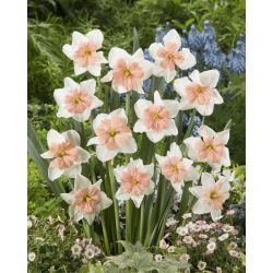 Narcis "Cool Evening" - 5 kom.