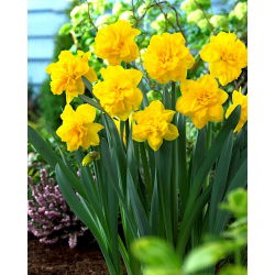 Dvostruki narcis "Double Gold Medal" - 5 kom.