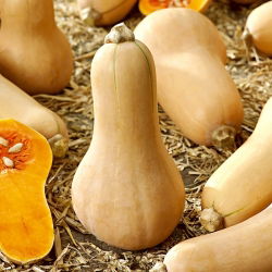 Tykev muškátová - Butternut - Ideální na pečení, do polévek a omáček - Čerstvá semena