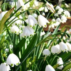 Leucojum aestivum – Sommer-Knotenblume - 5 Zwiebeln