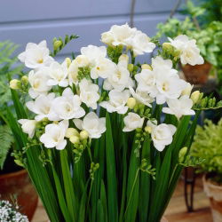 Freesia Double White - 10 lampu