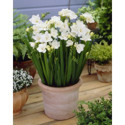 Freesia Double White - 10 lampu