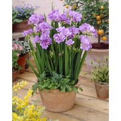 Freesia Double Blue - 10 lampu