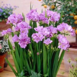 Freesia Double Blue - 10 lampu