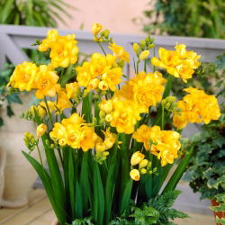 Freesia Double Yellow - 10 lampu