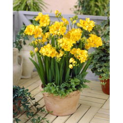 Freesia Double Yellow - 10 lampu