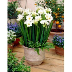 Freesia Single White - 10 lampu