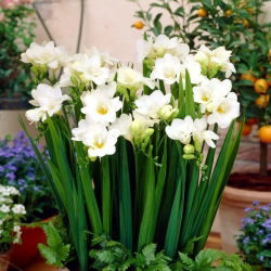 Freesia Single White - 10 lampu