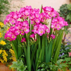 Freesia Single Pink - 10 lampu
