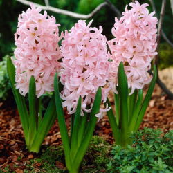 Hyacinthus "Lady Derby" - 3 bucăți - Hyacinthus orientalis