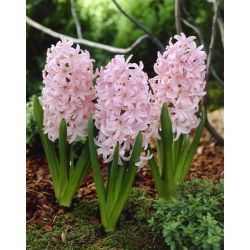 Hyacinthus "Lady Derby" - 3 bucăți - Hyacinthus orientalis