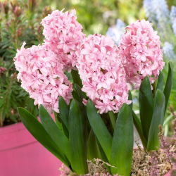 Hiacintas - Prince of Love - pakuotėje yra 3 vnt - Hyacinthus