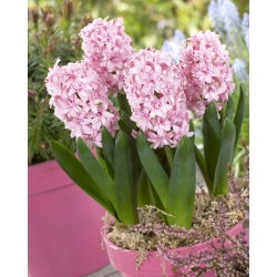 Hiacintas - Prince of Love - pakuotėje yra 3 vnt - Hyacinthus