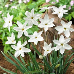 Alberto Castillo - Bahar starflower Alberto Castillo - 10 soğan - Ipheion uniflorum