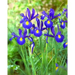 Lis (Iris × hollandica) - Saphire Beauty- pakket van 10 stuks