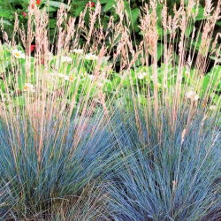 Festuca glauca