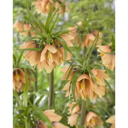 Vương triều - Ảo tưởng sớm; Fritillary hoàng gia, vương miện của Kaiser - 