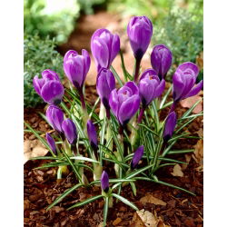 Crocus Grand Master - 10 цибулин - Crocus Grand Maitre