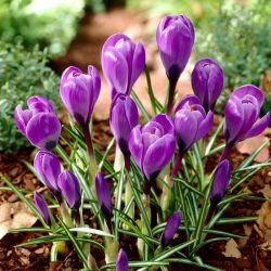 Crocus Grand Master - 10 цибулин - Crocus Grand Maitre