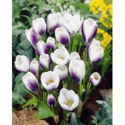Crocus Prins Claus - 10 bebawang