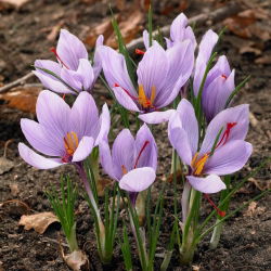 Crocus Sativus - 10 цибулин