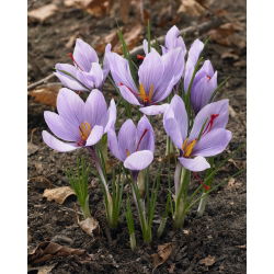 Crocus Sativus - 10 цибулин