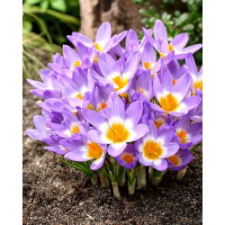Crocus Tricolor - pakend 10 tk