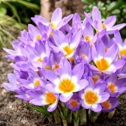 Crocus Tricolor - pakend 10 tk