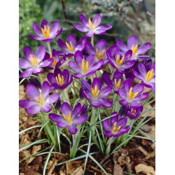 Metskrook Whitewell Purple - 10 tk; varajane krookus, Tommasini krookus - 
