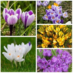 Crocus berbunga besar - 5 jenis - 100 pcs - 