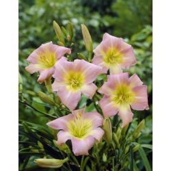Хемероцаллис, Даилили Цатхерине Воодберри - булб / тубер / роот - Hemerocallis hybrida Catherine Woodberry