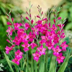 Gladiolus Byzantinus - 10 květinové cibule