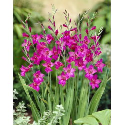 Gladiolus Byzantinus - 10 květinové cibule
