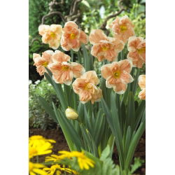 Narzisse Apricot Whirl - 5 Stück