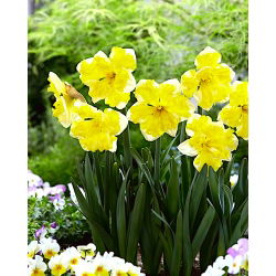 Daffodil Banana Splash - 5 kom