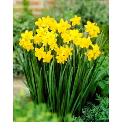 Narcissus Jonquilla Sweetness - 5 луковици