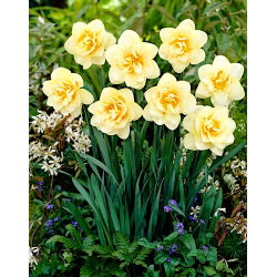 Daffodil Manly - 5 komada; narcis - Narcissus
