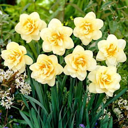 Daffodil Manly - 5 komada; narcis - Narcissus