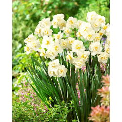 Narcissus Cheerfulness - Daffodil Veselje - 5 lukovica