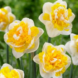 Dupli narcis Doctor Witteveen - 5 kom