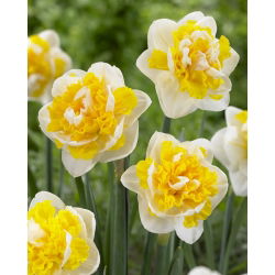 Dupli narcis Doctor Witteveen - 5 kom